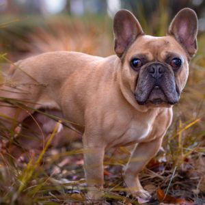 Jenga French Bulldog Dog