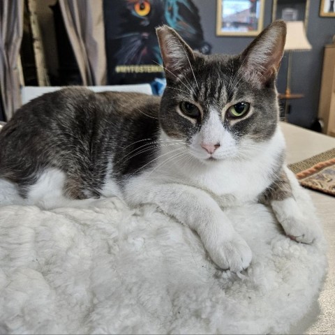 Lady Gray, an adoptable Domestic Short Hair in Las Vegas, NV, 89146 | Photo Image 1