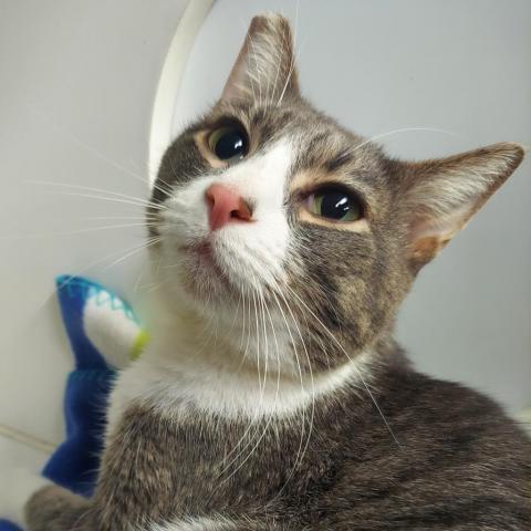 Lady Gray, an adoptable Domestic Short Hair in Las Vegas, NV, 89146 | Photo Image 2