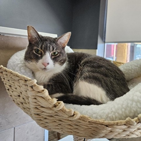 Lady Gray, an adoptable Domestic Short Hair in Las Vegas, NV, 89146 | Photo Image 3