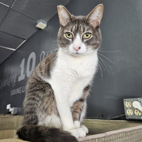 Lady Gray, an adoptable Domestic Short Hair in Las Vegas, NV, 89146 | Photo Image 4