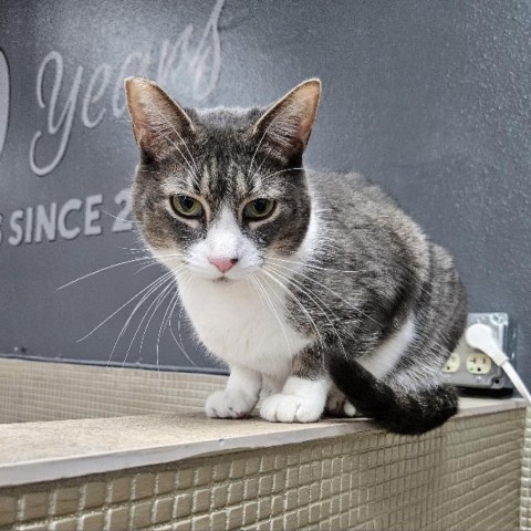 Lady Gray, an adoptable Domestic Short Hair in Las Vegas, NV, 89146 | Photo Image 5