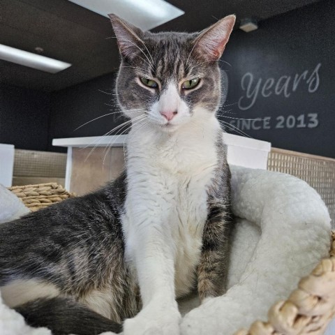 Lady Gray, an adoptable Domestic Short Hair in Las Vegas, NV, 89146 | Photo Image 6