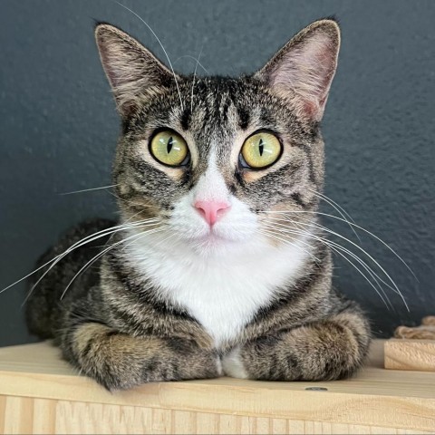 Persia, an adoptable Domestic Short Hair in Las Vegas, NV, 89146 | Photo Image 4