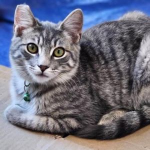 ADOPT FOXTROT Foxtrot was found with an older kitty Calgary protecting him from the elements in a