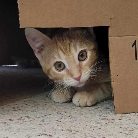 Tootsie, an adoptable Domestic Short Hair in Bismarck, ND, 58507 | Photo Image 3