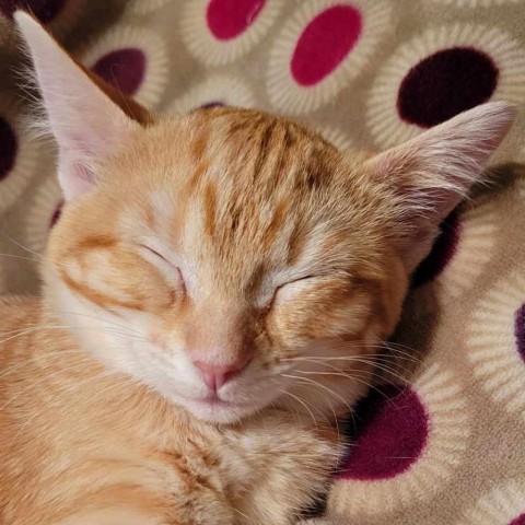 Tootsie, an adoptable Domestic Short Hair in Bismarck, ND, 58507 | Photo Image 5