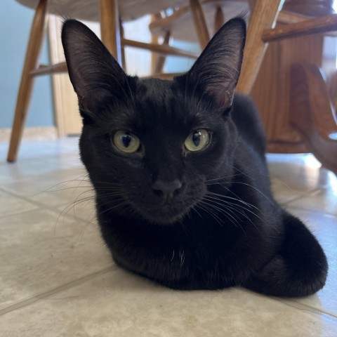 Whitlee, an adoptable Domestic Short Hair in Bismarck, ND, 58507 | Photo Image 1