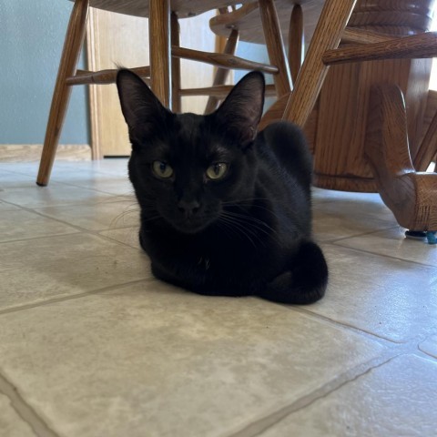 Whitlee, an adoptable Domestic Short Hair in Bismarck, ND, 58507 | Photo Image 2