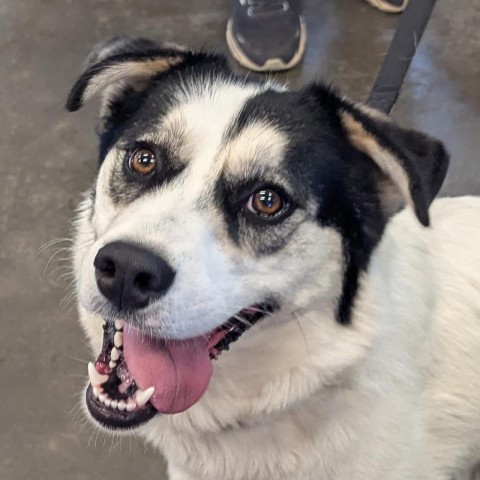 Patches, an adoptable Husky, Cattle Dog in Show Low, AZ, 85901 | Photo Image 1