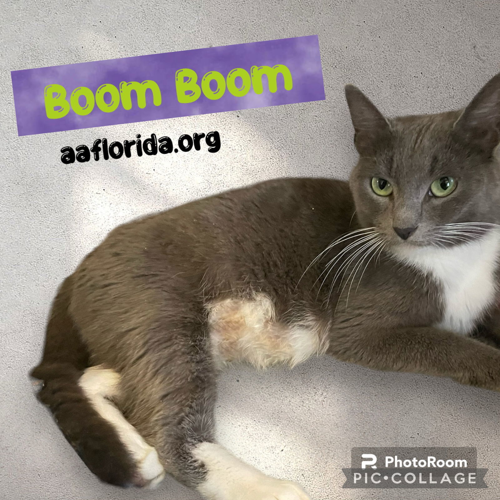 Boom Boom, an adoptable Tabby, Domestic Short Hair in Pensacola, FL, 32534 | Photo Image 1