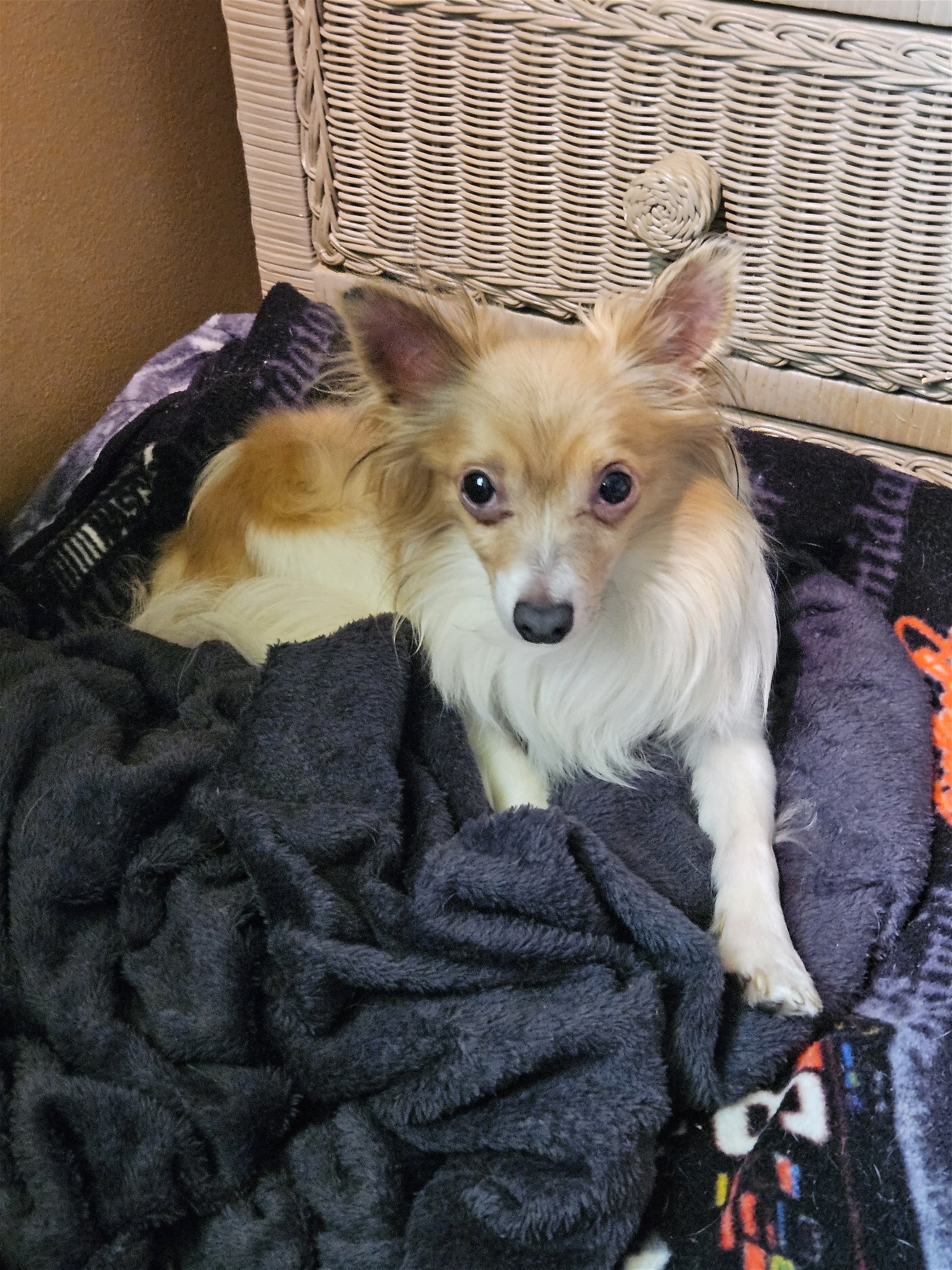 Pepe, an adoptable Papillon in Cuyahoga Falls, OH, 44221 | Photo Image 1