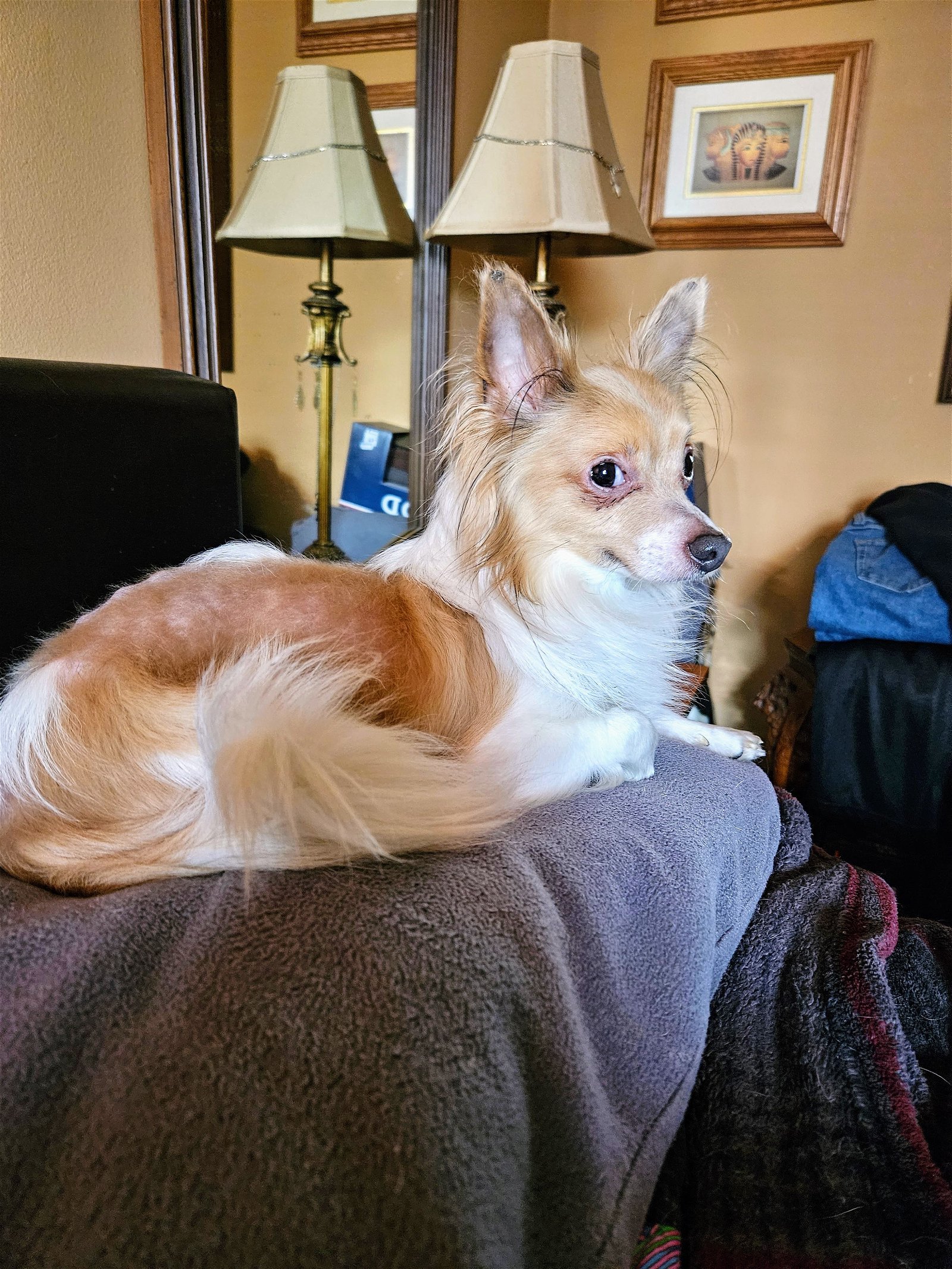 Pepe, an adoptable Papillon in Cuyahoga Falls, OH, 44221 | Photo Image 2