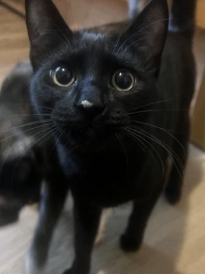 Meet Clover the enchanting and stunningly gorgeous ebony feline looking for her