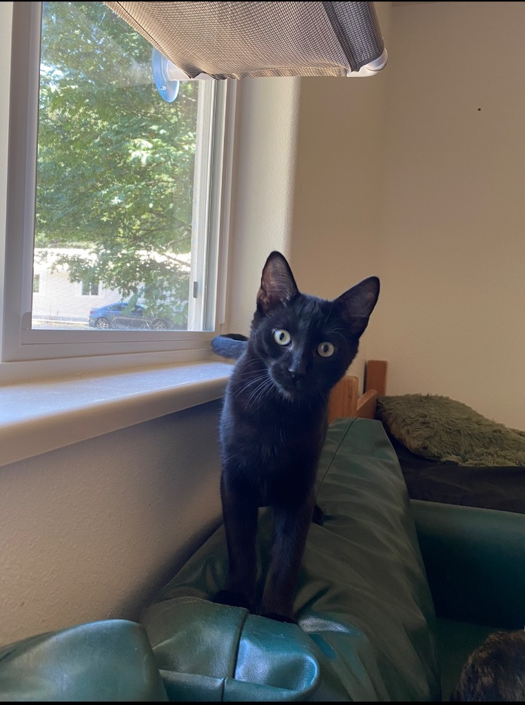 Clover, an adoptable Domestic Short Hair in Vashon, WA, 98070 | Photo Image 2