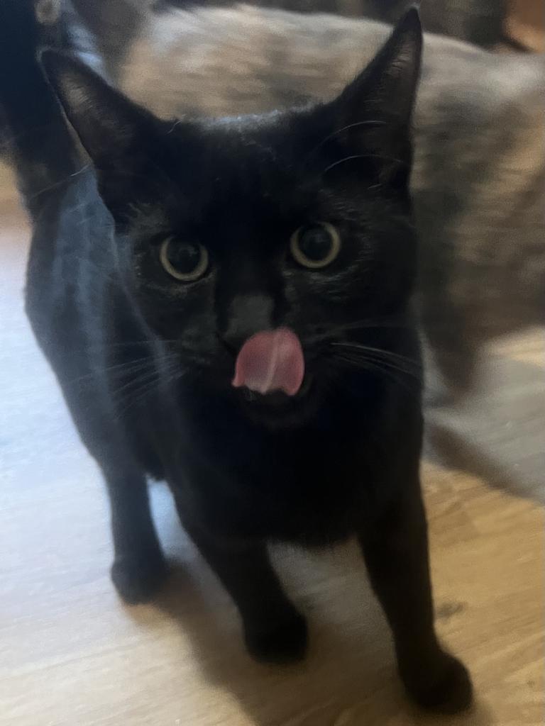 Clover, an adoptable Domestic Short Hair in Vashon, WA, 98070 | Photo Image 3