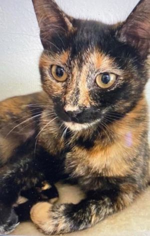Introducing Sparkle the enchanting tortoiseshell beauty waiting to shine her way into your heart W