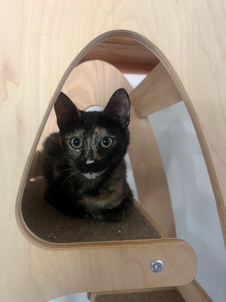 Sparkle, an adoptable Domestic Short Hair in Vashon, WA, 98070 | Photo Image 2