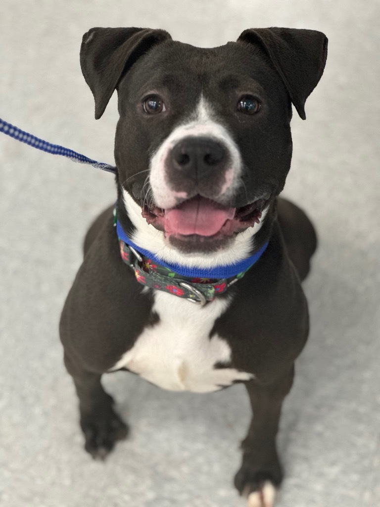 Whitney Houston, an adoptable Pit Bull Terrier, Mixed Breed in Peru, NY, 12972 | Photo Image 1