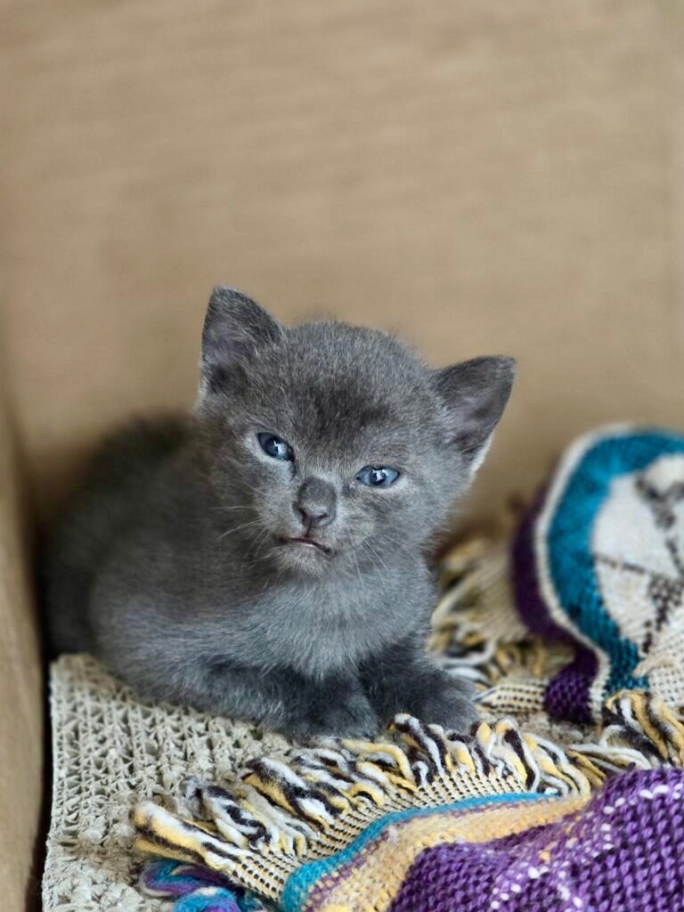 Baby Yoda, an adoptable Nebelung, Russian Blue in St Petersburg, FL, 33710 | Photo Image 2