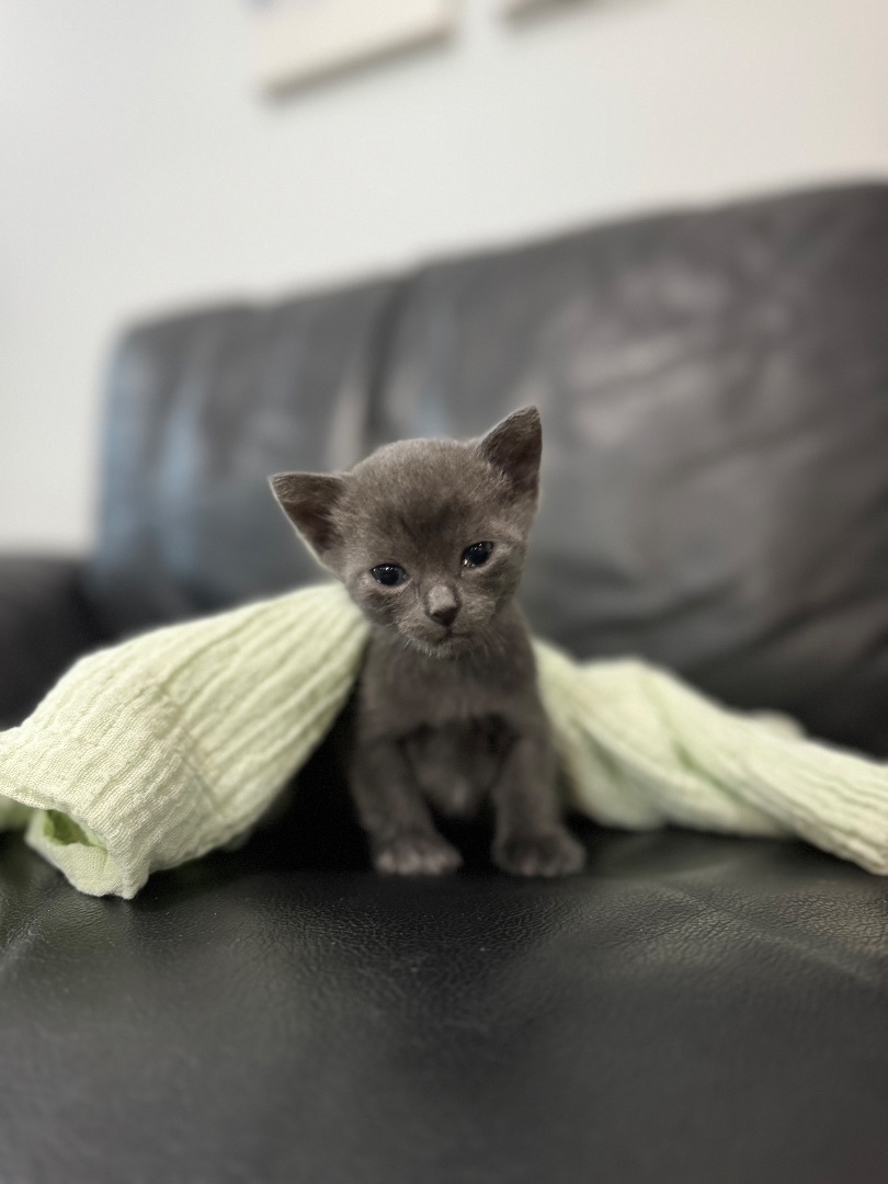 Baby Yoda, an adoptable Nebelung, Russian Blue in St Petersburg, FL, 33710 | Photo Image 1
