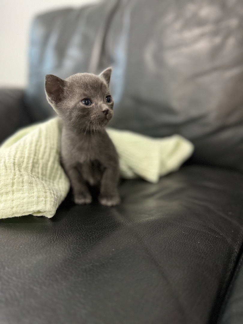 Baby Yoda, an adoptable Nebelung, Russian Blue in St Petersburg, FL, 33710 | Photo Image 3