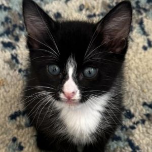 Calvin is a sweet energetic kitten with so much love to give He loves play time laps and snuggles