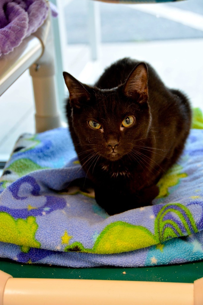 FALINE Kitten, an adoptable Domestic Short Hair in New Bern, NC, 28563 | Photo Image 1