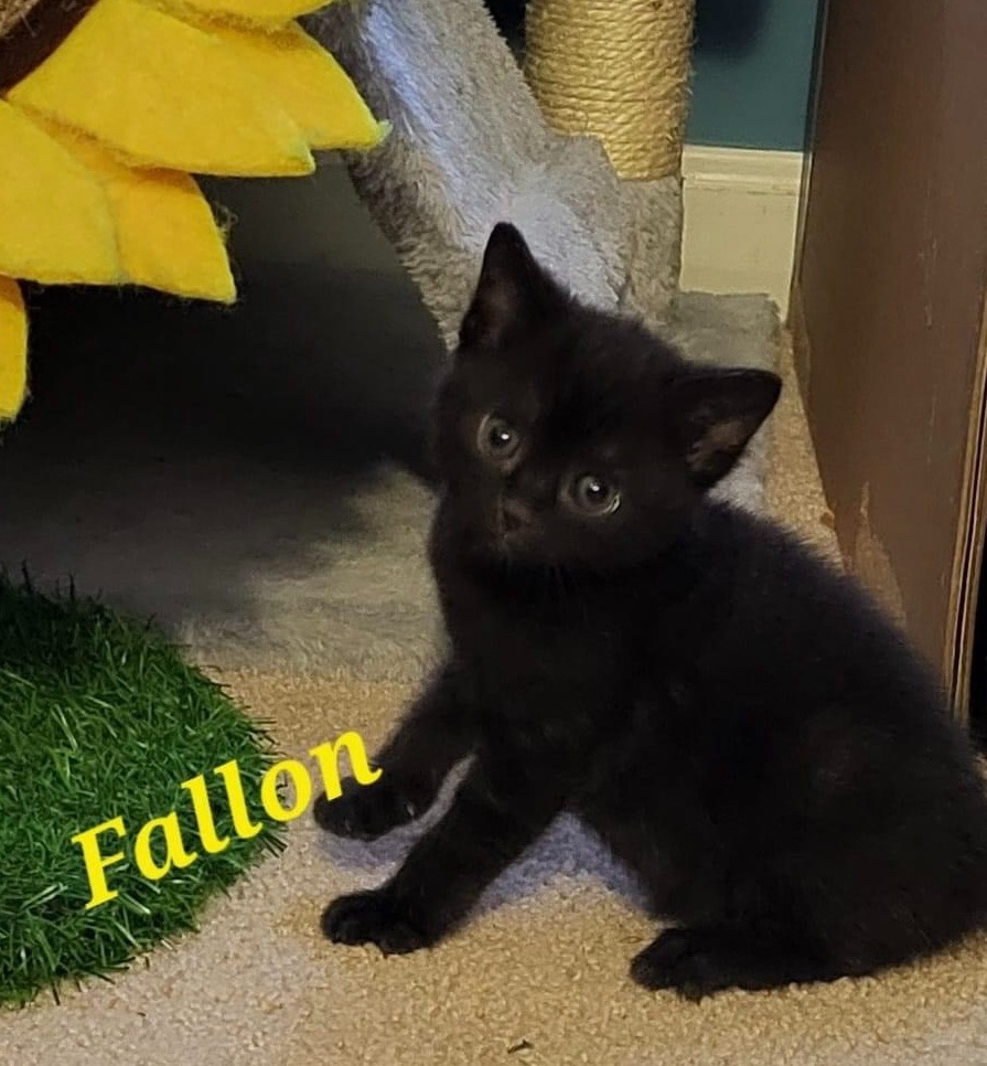 FALINE Kitten, an adoptable Domestic Short Hair in New Bern, NC, 28563 | Photo Image 2