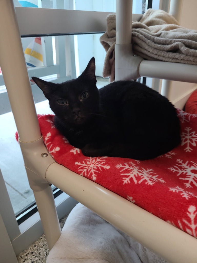 FALINE, an adoptable Domestic Short Hair in New Bern, NC, 28563 | Photo Image 3