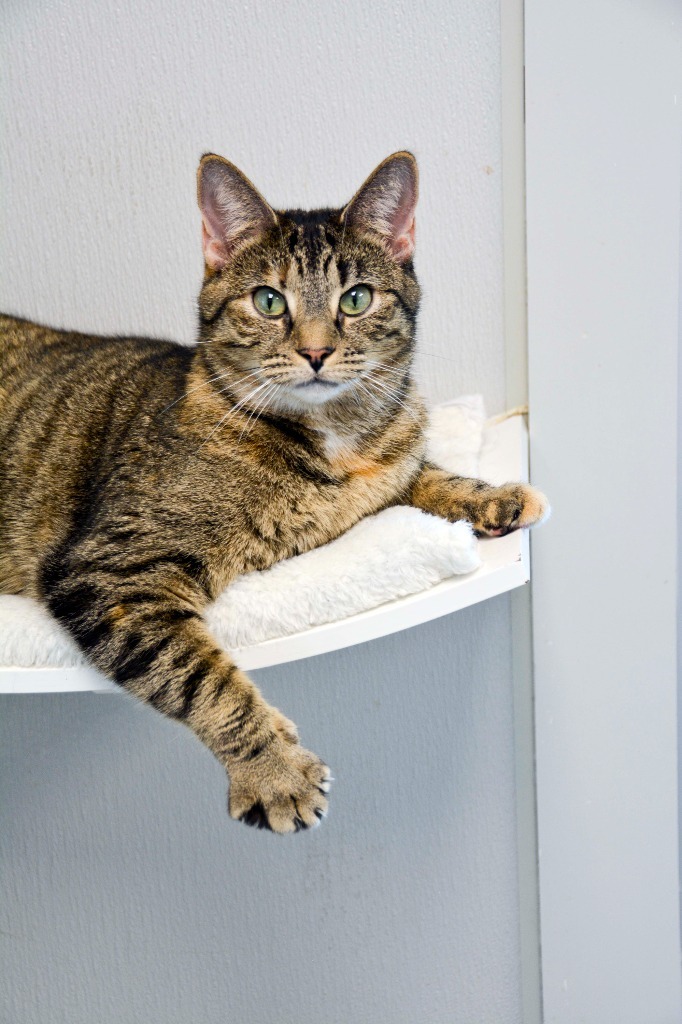 BAMBI (Mom), an adoptable Domestic Short Hair in New Bern, NC, 28563 | Photo Image 1