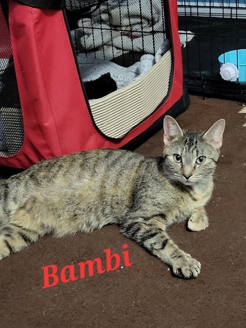 BAMBI (Mom), an adoptable Domestic Short Hair in New Bern, NC, 28563 | Photo Image 2