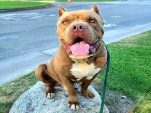 I WAS FOUND AT 5100 CEDAR AVE LONG BEACH CA 90805 IN LONG BEACHMy adoption evaluation date is 04