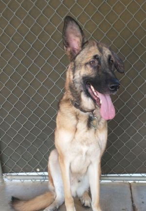 Maverick, Adult Male Shepherd