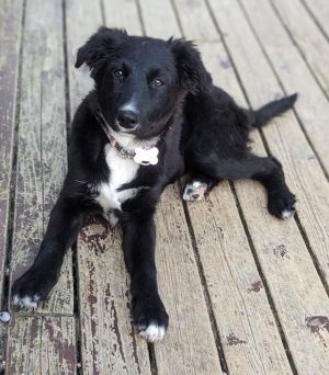 Kendall Border Collie Dog