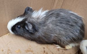 Plum Pudding Guinea Pig Small & Furry