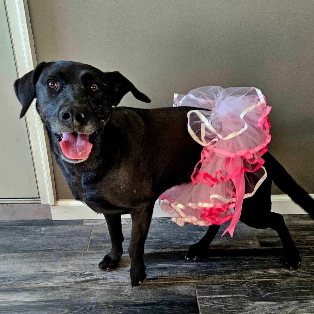 Taffy