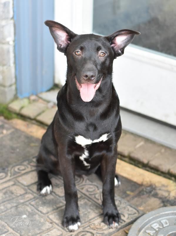 Raven (Lone Star Litter)