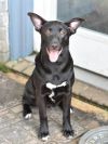 Raven (Lone Star Litter) photo 1