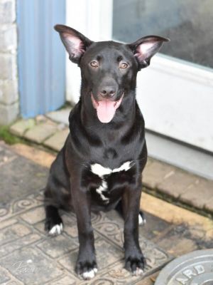 Raven (Lone Star Litter), Young Female Labrador Retriever