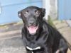 Raven (Lone Star Litter) photo 2