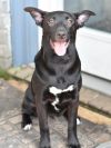 Raven (Lone Star Litter) photo 3