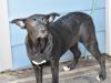 Raven (Lone Star Litter) photo 4