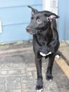 Raven (Lone Star Litter) photo 5