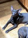 Raven (Lone Star Litter) photo 6