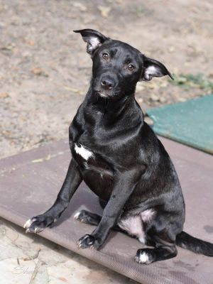 Shadow (Lone Star Litter), Young Female Shepherd