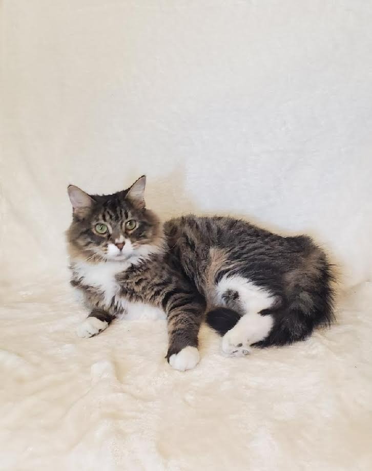 Mimi, an adoptable Domestic Long Hair in Salt Lake City, UT, 84117 | Photo Image 1