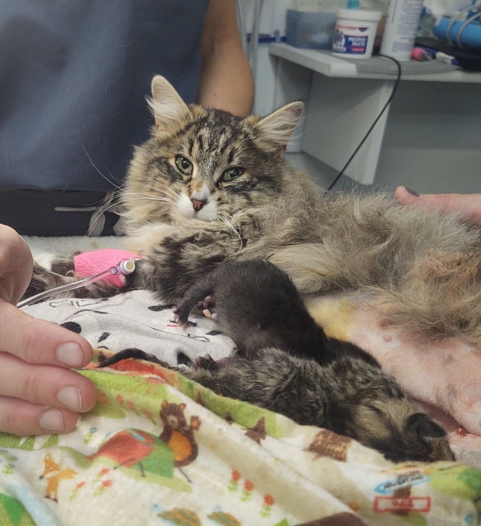 Mimi, an adoptable Domestic Long Hair in Salt Lake City, UT, 84117 | Photo Image 2