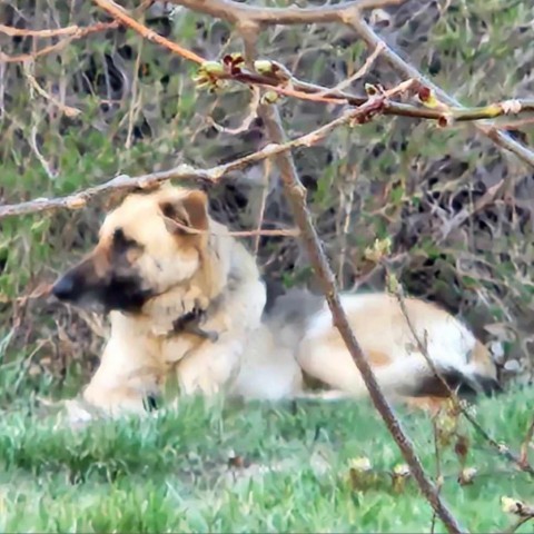 Boomer, an adoptable Shepherd in Bismarck, ND, 58507 | Photo Image 4