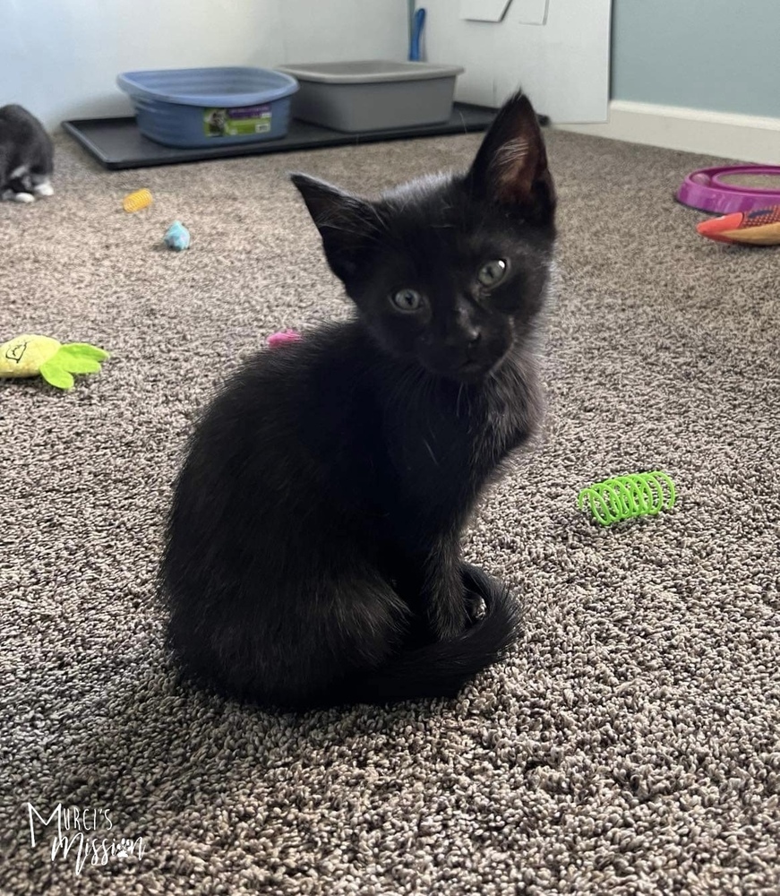 Princess, an adoptable Domestic Short Hair in Spokane , WA, 99209 | Photo Image 2